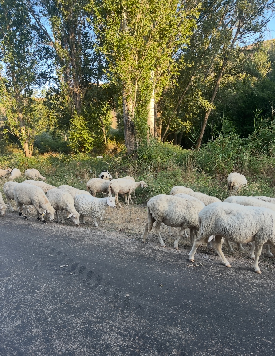 My driving experience in Turkey.